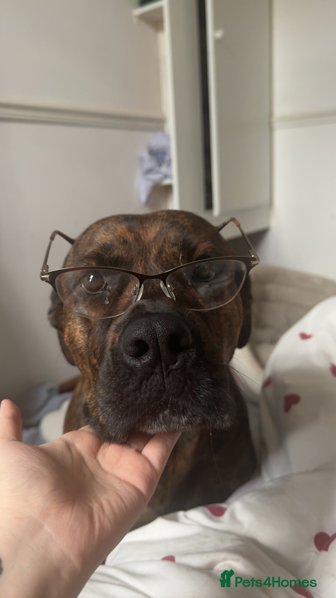 Mixed Breed dogs for sale: Dog for sale - Image 2
