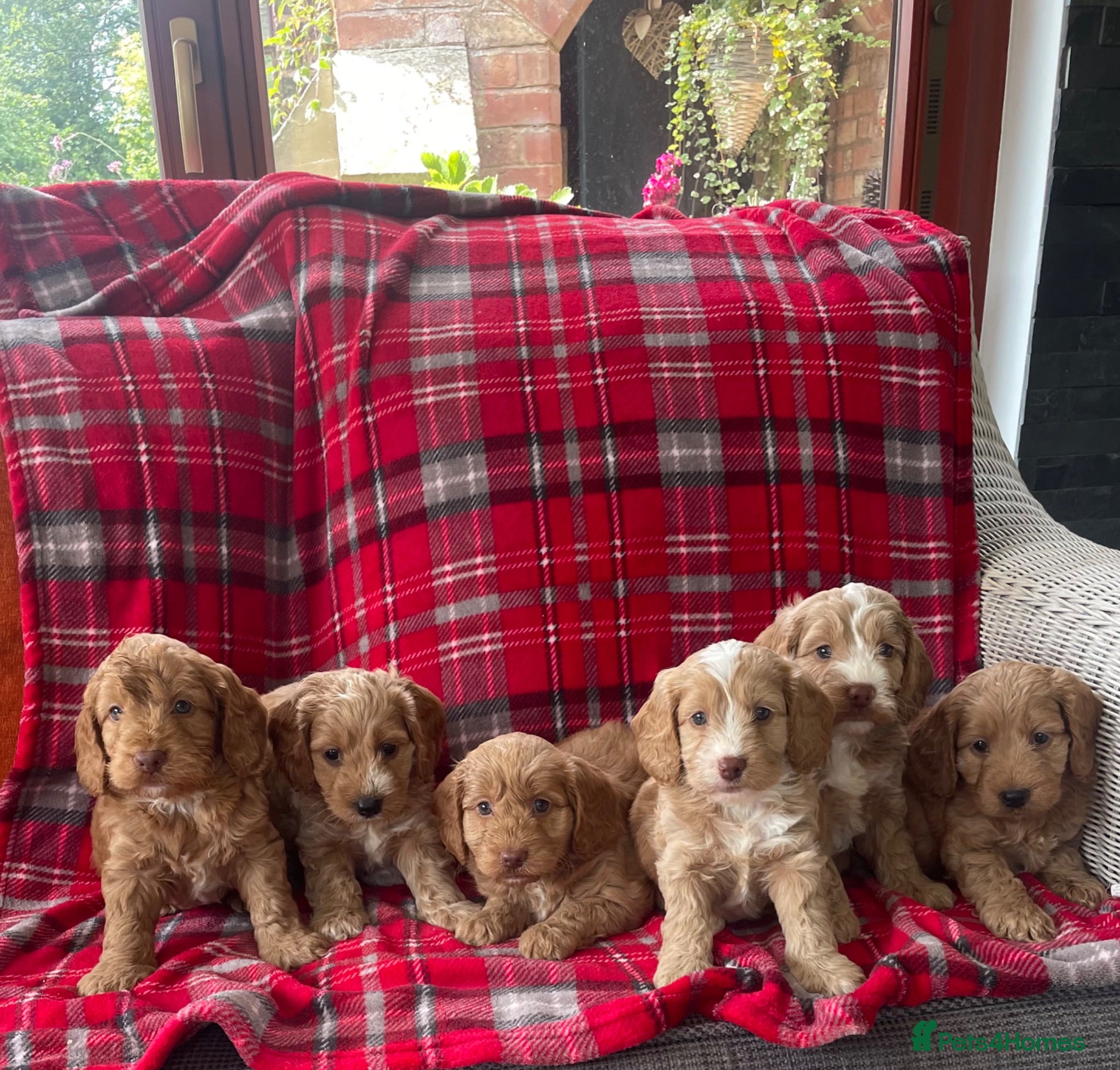 Cockapoo dogs SHOW TYPE MINIATURE F1 COCKAPOO PUPPIES - Advert 2