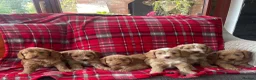 Cockapoo dogs for sale: SHOW TYPE MINIATURE F1 COCKAPOO PUPPIES - Advert 2