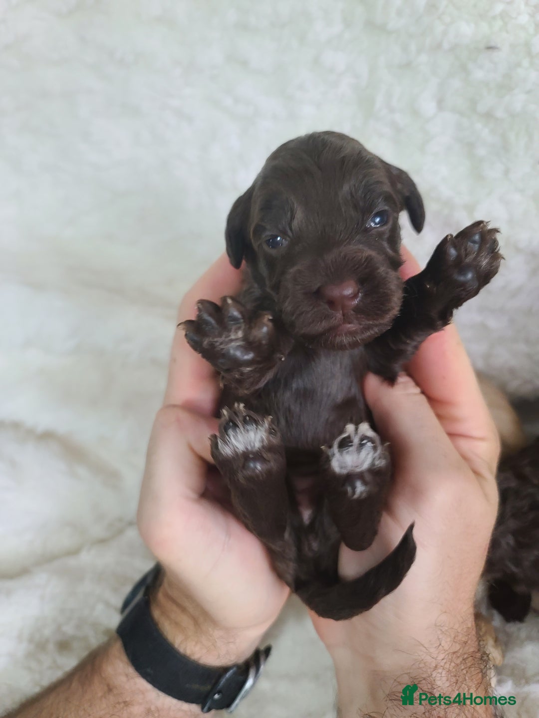 Cockapoo dogs for sale: F1 Cockapoos. DNA Health Tested  in Pershore - Image 11