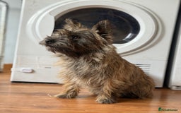 Cairn Terrier dogs for sale: Female Cairn Looking For New Home - Advert 1