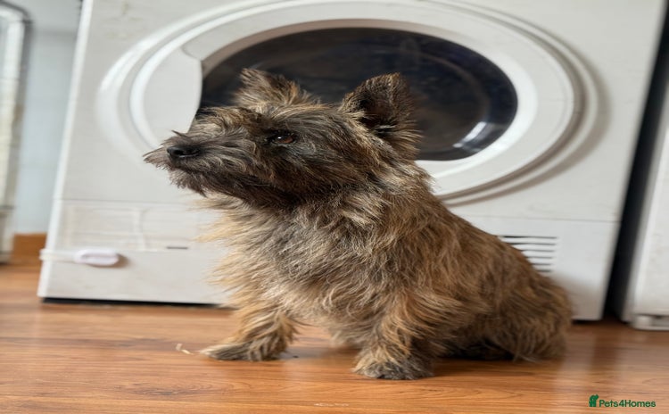 Cairn Terrier dogs Female Cairn Looking For New Home - Advert 4