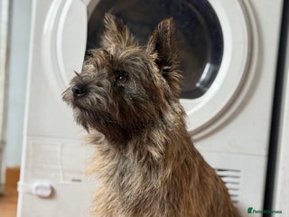 Cairn Terrier dogs Female Cairn Looking For New Home - Advert 5