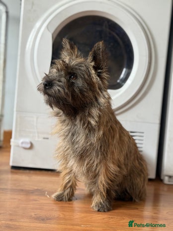 Cairn Terrier dogs Female Cairn Looking For New Home - Advert 1