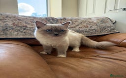 Ragdoll cats for sale: True to type, pure bred Ragdoll kittens  - Image 13