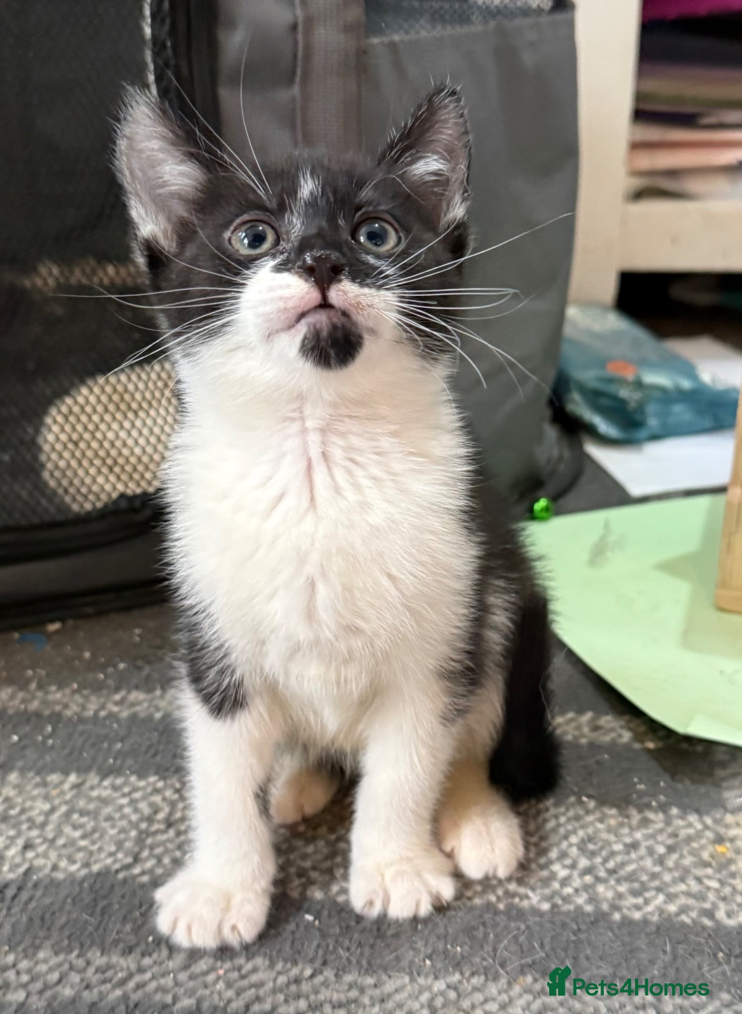 Mixed Breed cats Kittens for sale  - Advert 1