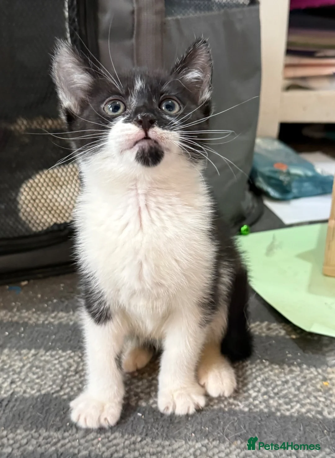 Mixed Breed cats for sale: Kittens for sale  in Wolverhampton - Advert 1