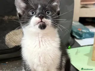 Mixed Breed cats Kittens for sale - Advert 1