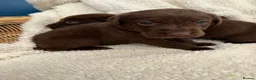 Labrador Retriever dogs for sale: Chocolate Labrador Puppies - Advert 2