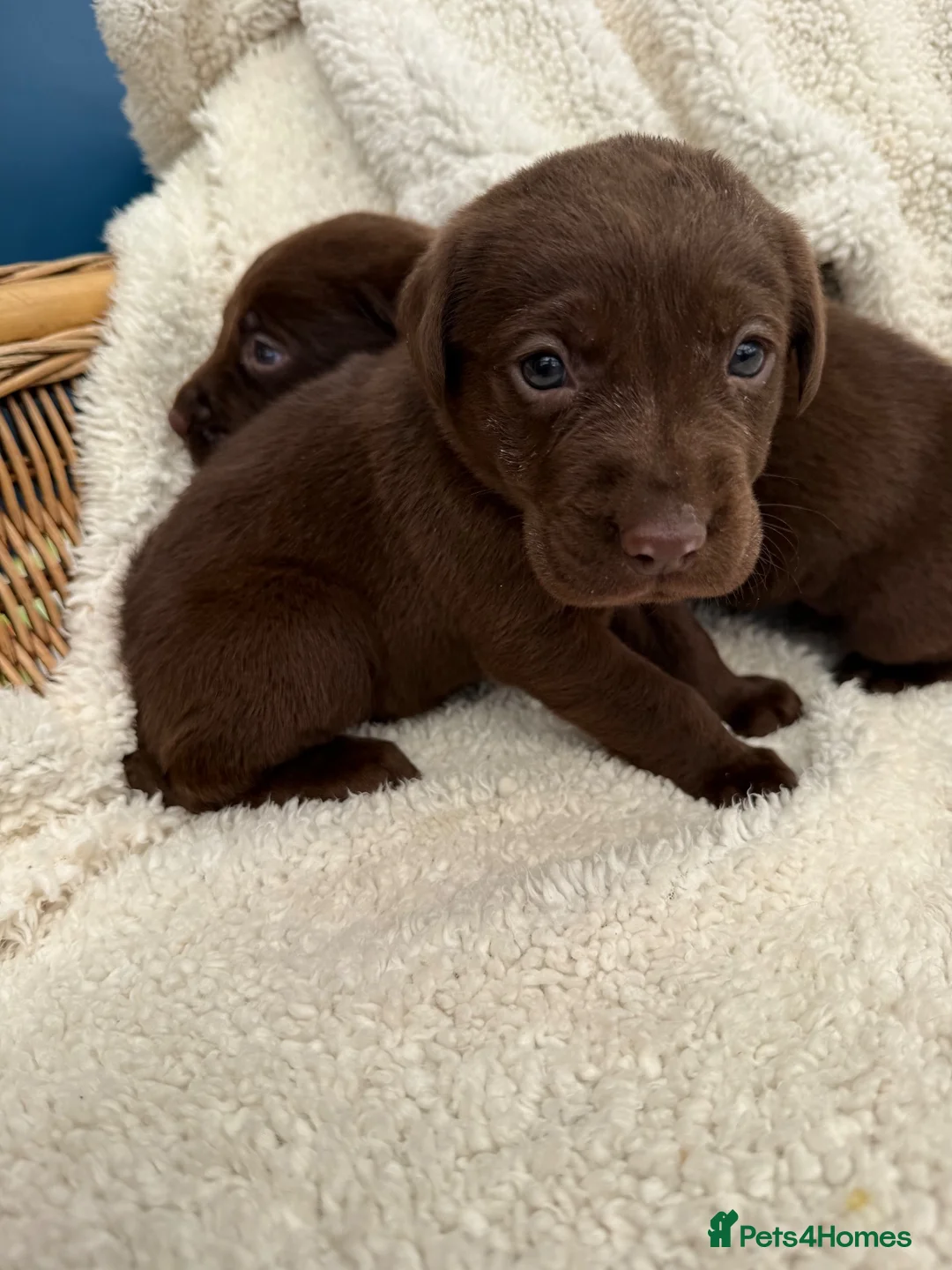 Labrador Retriever dogs for sale: Chocolate Labrador Puppies - Advert 2