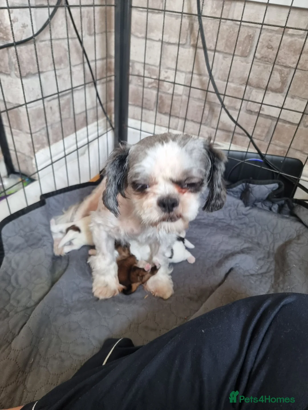 Shih Tzu dogs for sale: Shih tzu puppies  in Pontypool - Advert 2