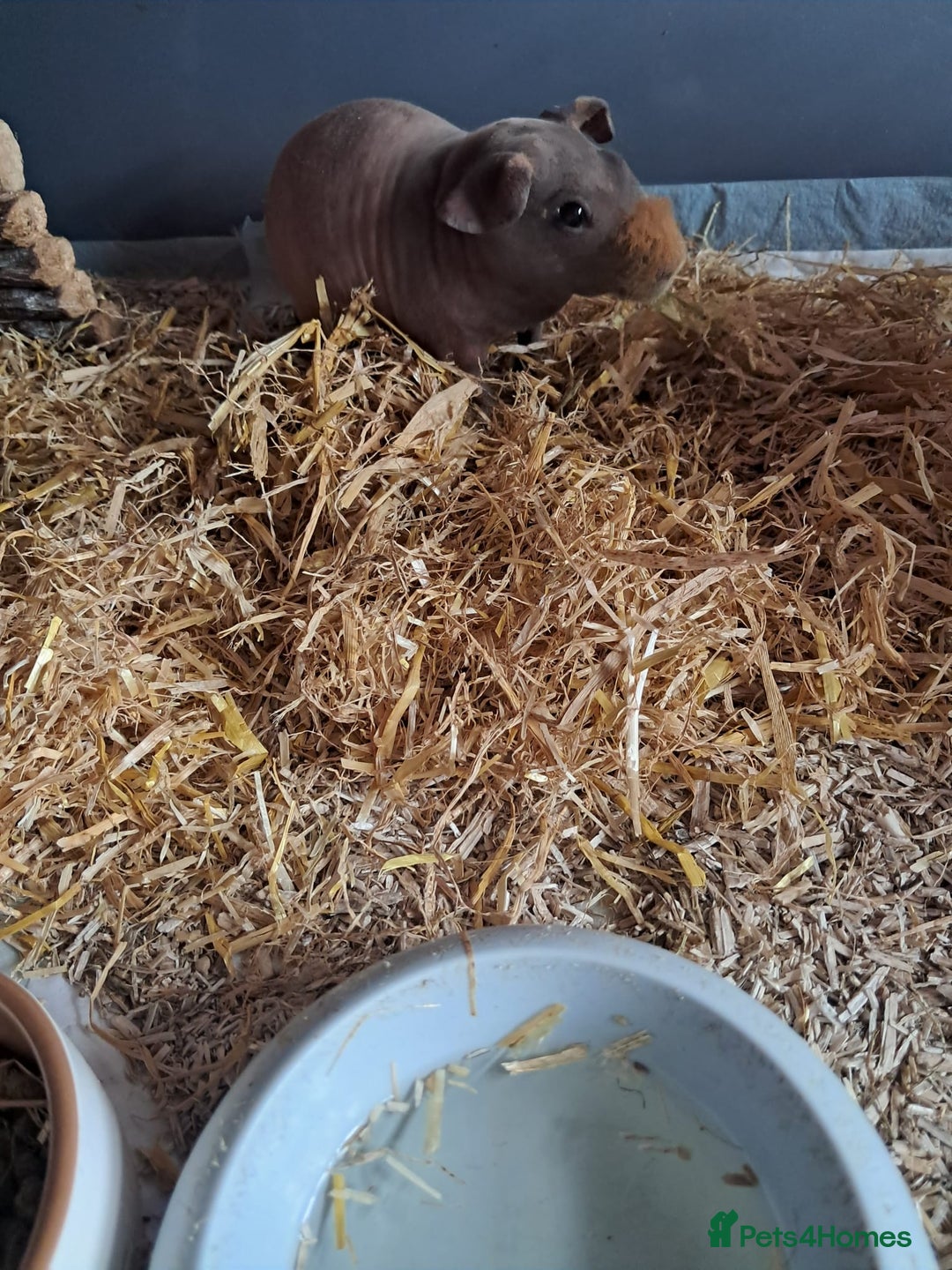 Guinea Pig rodents for sale: BEAUTIFUL BABY SKINNY PIGS  - Image 3