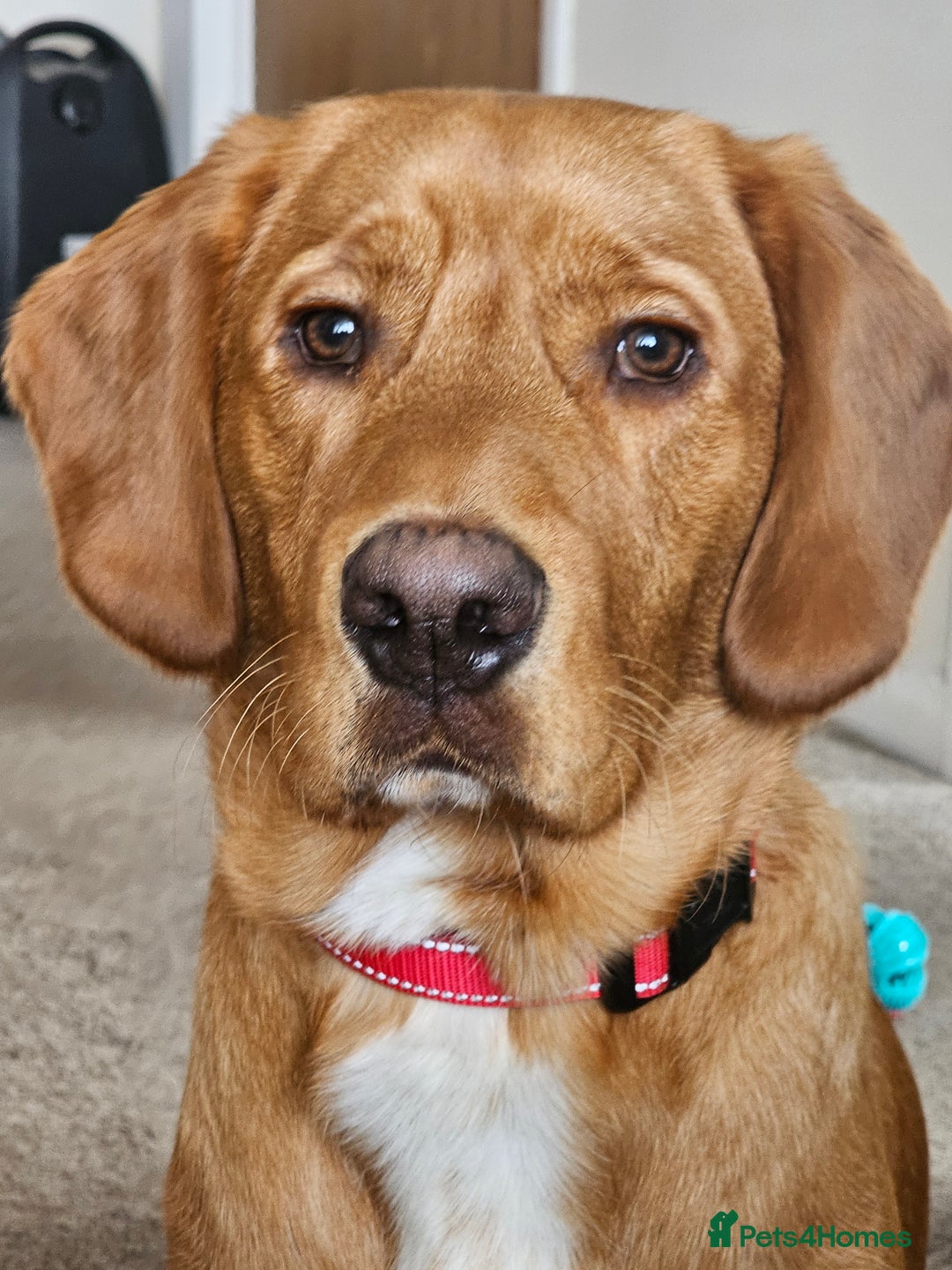 Labrador Retriever dogs for sale: Freddie the fox red lab  - Advert 3
