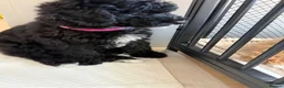 Toy Poodle dogs for sale: Toy poodles puppies. Last girl left - ready to go - Advert 3