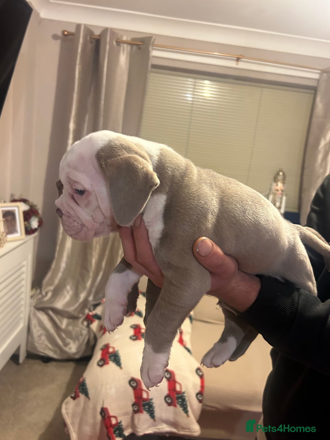 American Bully dogs for sale: 2 female standard American bully X pups  - Advert 4