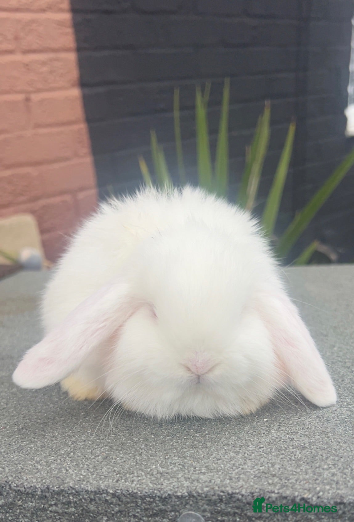 Dwarf Lop rabbits Dwarf lop  - Advert 17