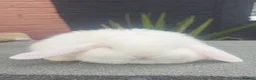 Dwarf Lop rabbits for sale: Dwarf lop  - Advert 1