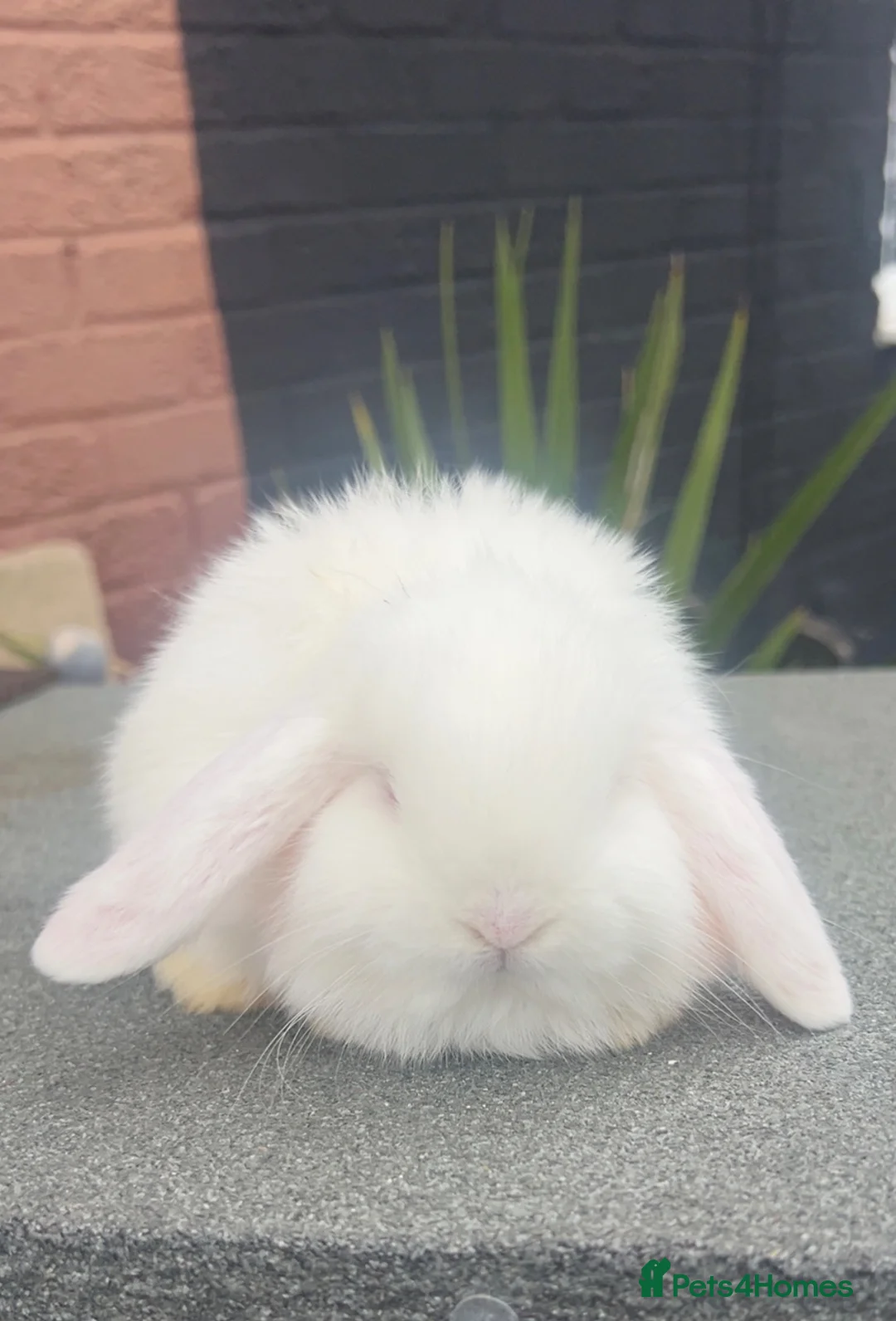 Dwarf Lop rabbits for sale: Dwarf lop  - Advert 1