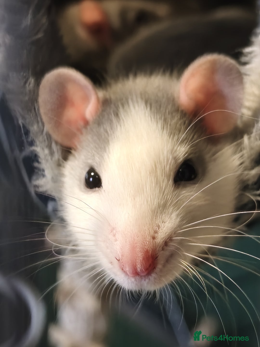 Rat rodents for sale: 4 gorgeous rats for adoption  - Advert 8