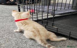 Bengal cats for sale: SNOW BENGAL BLUE EYES TICA PET/ACTIVE - Image 26