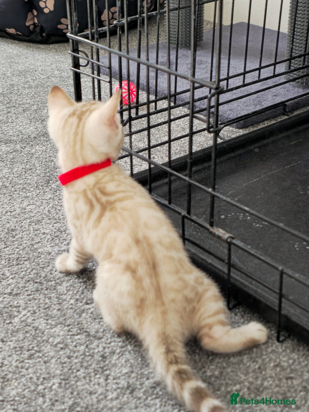 Bengal cats for sale: SNOW BENGAL BLUE EYES TICA PET/ACTIVE - Image 26