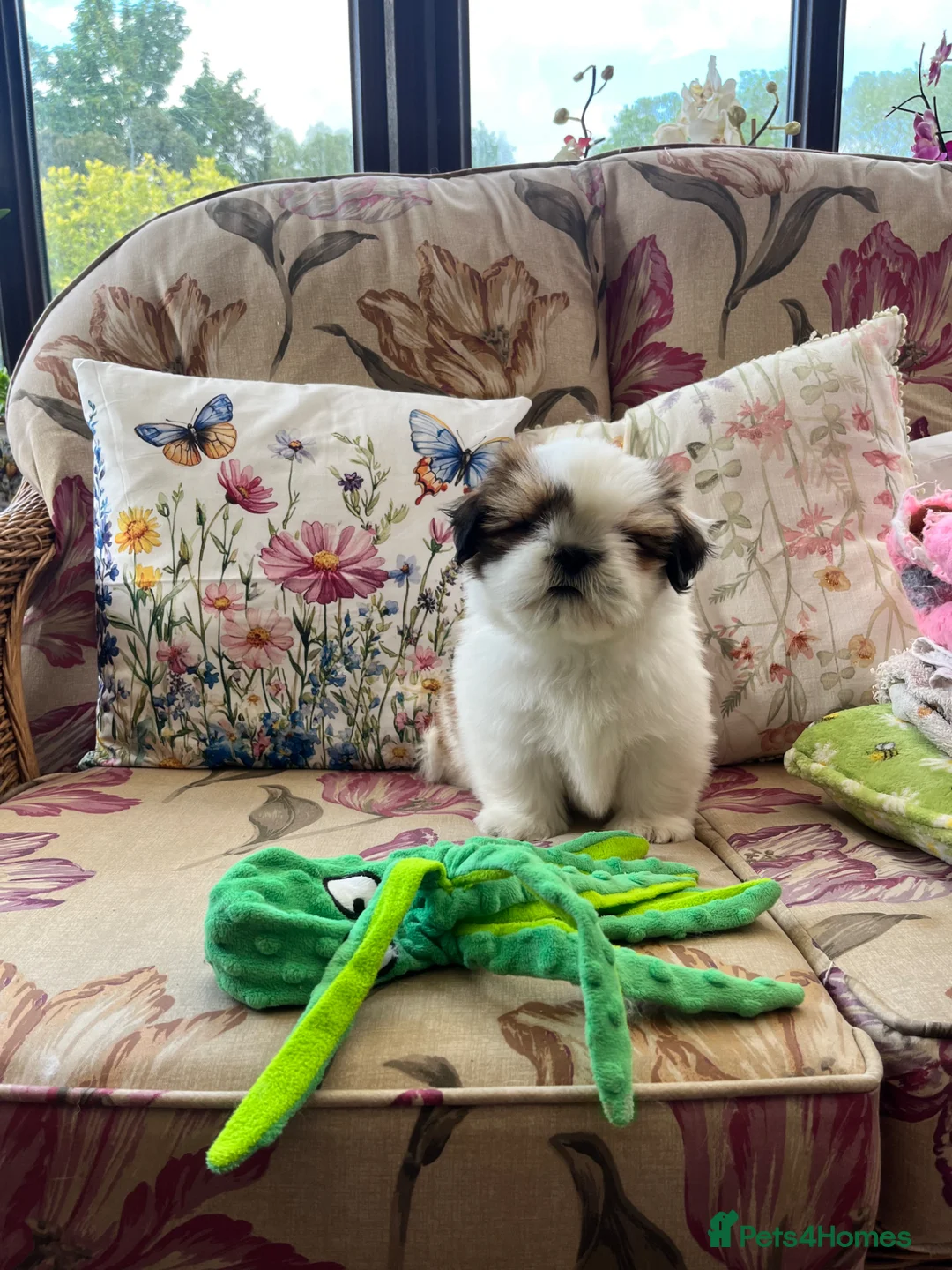 Shih Tzu dogs for sale: Lovely male Shih Tzu  - Advert 1