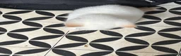 Mixed Breed cats for sale: Mixed litter of playful kittens. - Advert 6