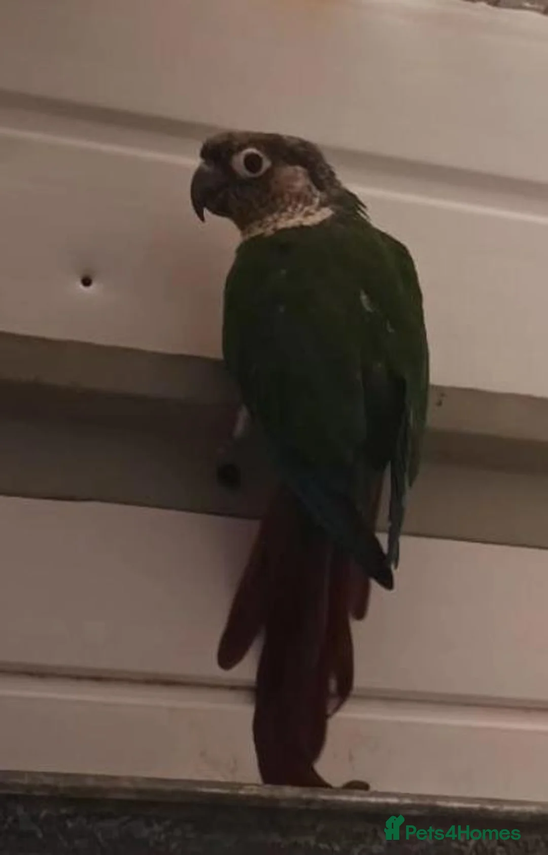 Conures birds for sale: Female green cheek conure  - Advert 4