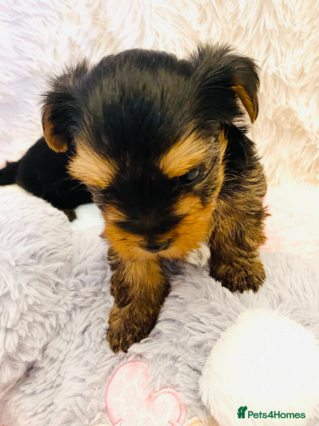 Yorkshire Terrier dogs for sale: KC Registered Yorkshire terrier puppy’s  - Advert 3