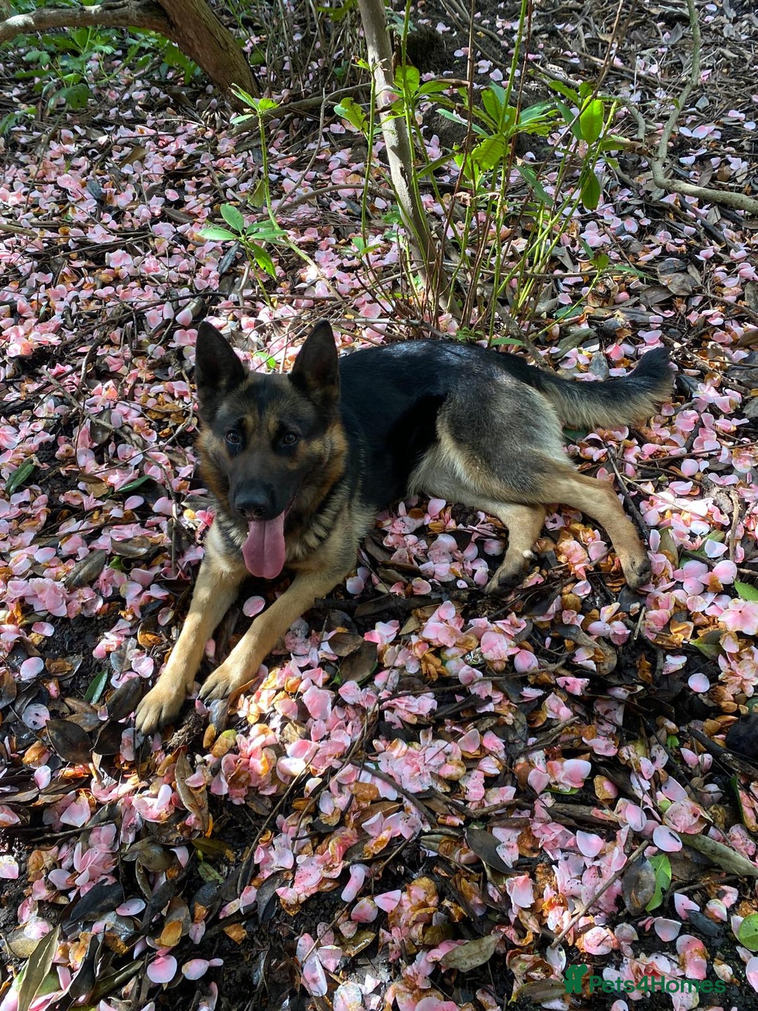 German Shepherd dogs for sale: German Shepard female, black and tan - Advert 3