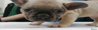 French Bulldog Puppy 1