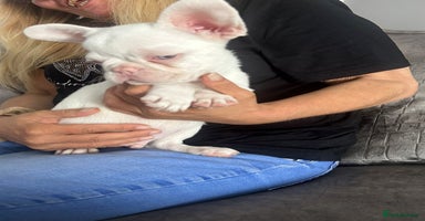French Bulldog dogs - Advert 13