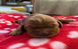 Cockapoo dogs for sale: F1B cockapoo litter - Image 7