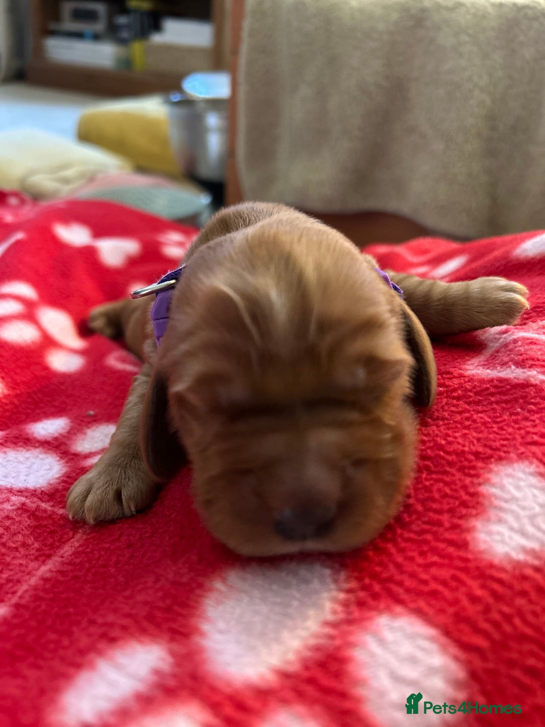 Cockapoo dogs for sale: F1B cockapoo litter - Image 7