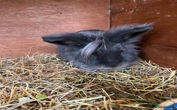 Lionhead rabbits for sale: Stunning lionhead buck - Image 3