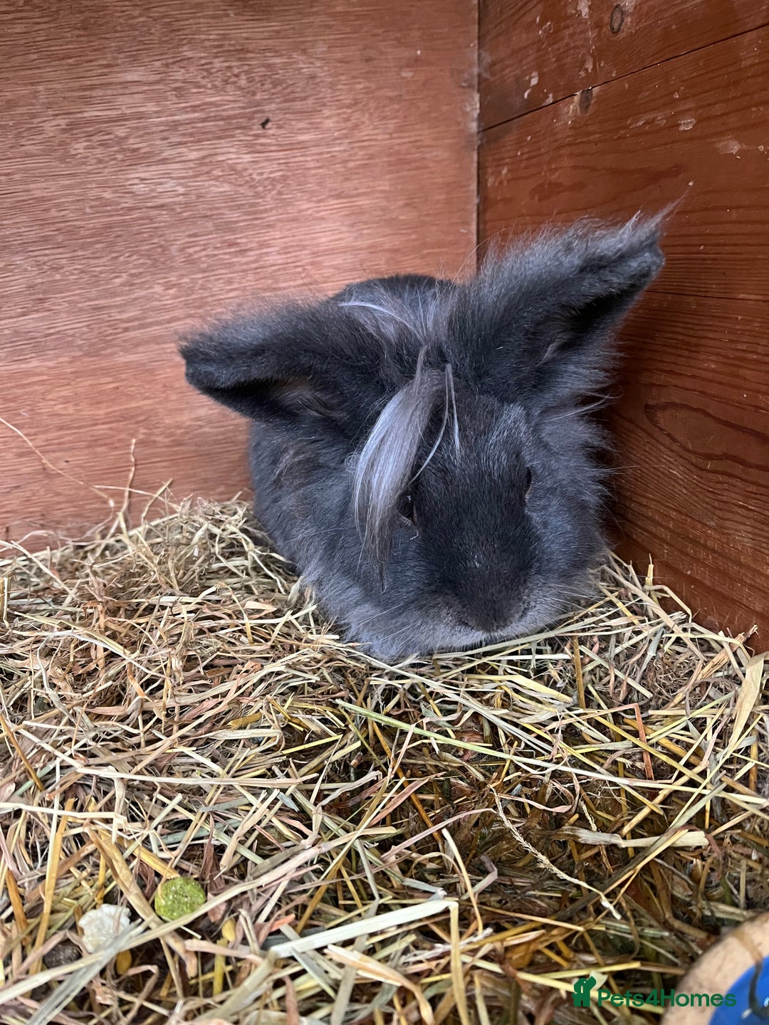 Lionhead rabbits for sale: Stunning lionhead buck - Image 3