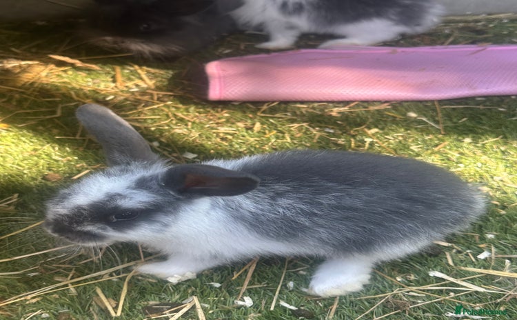 Mini Lion Lop rabbits - Advert 5