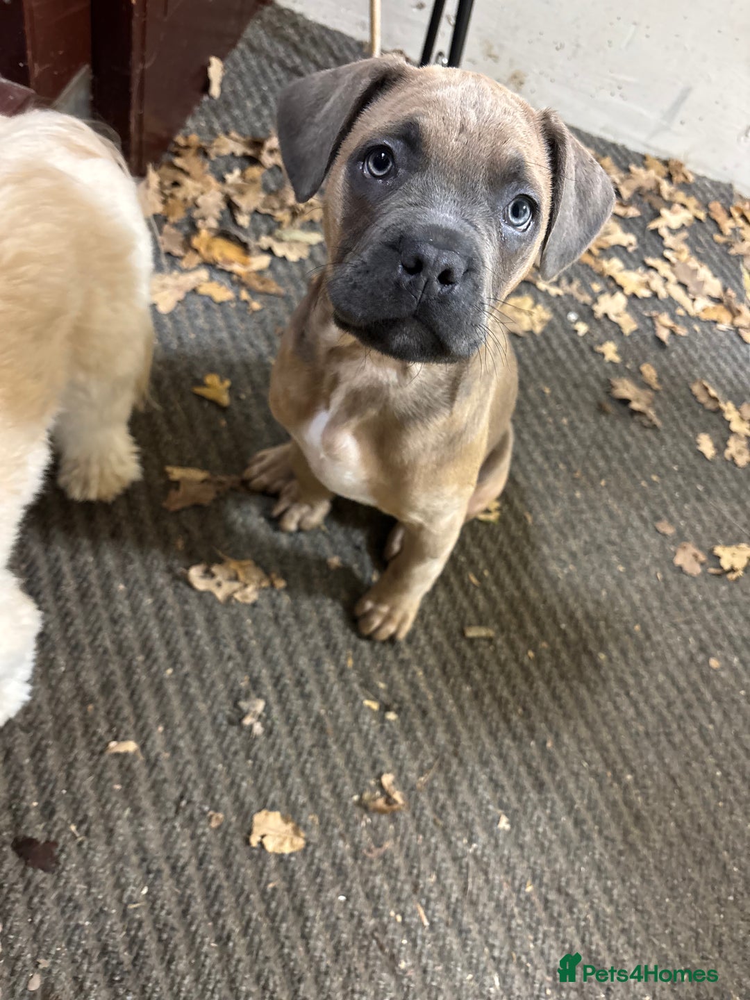 Cane Corso dogs for sale: 🔥CONFIDENT & BRAVE CANE CORSO PUPPY -HIGH DRIVE🔥 - Advert 2