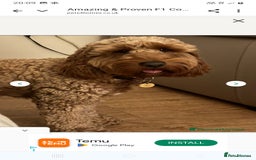 Cockapoo dogs for sale: F2 Cockapoo - Image 10