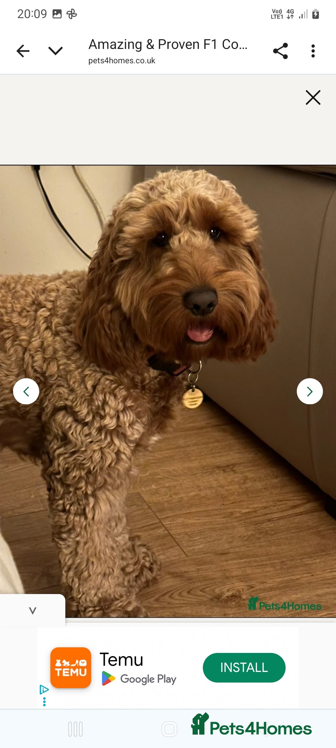 Cockapoo dogs for sale: F2 Cockapoo - Image 10