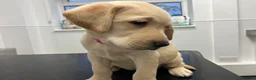 Labrador Retriever dogs for sale: Gorgeous Labrador puppies for sale - Advert 27