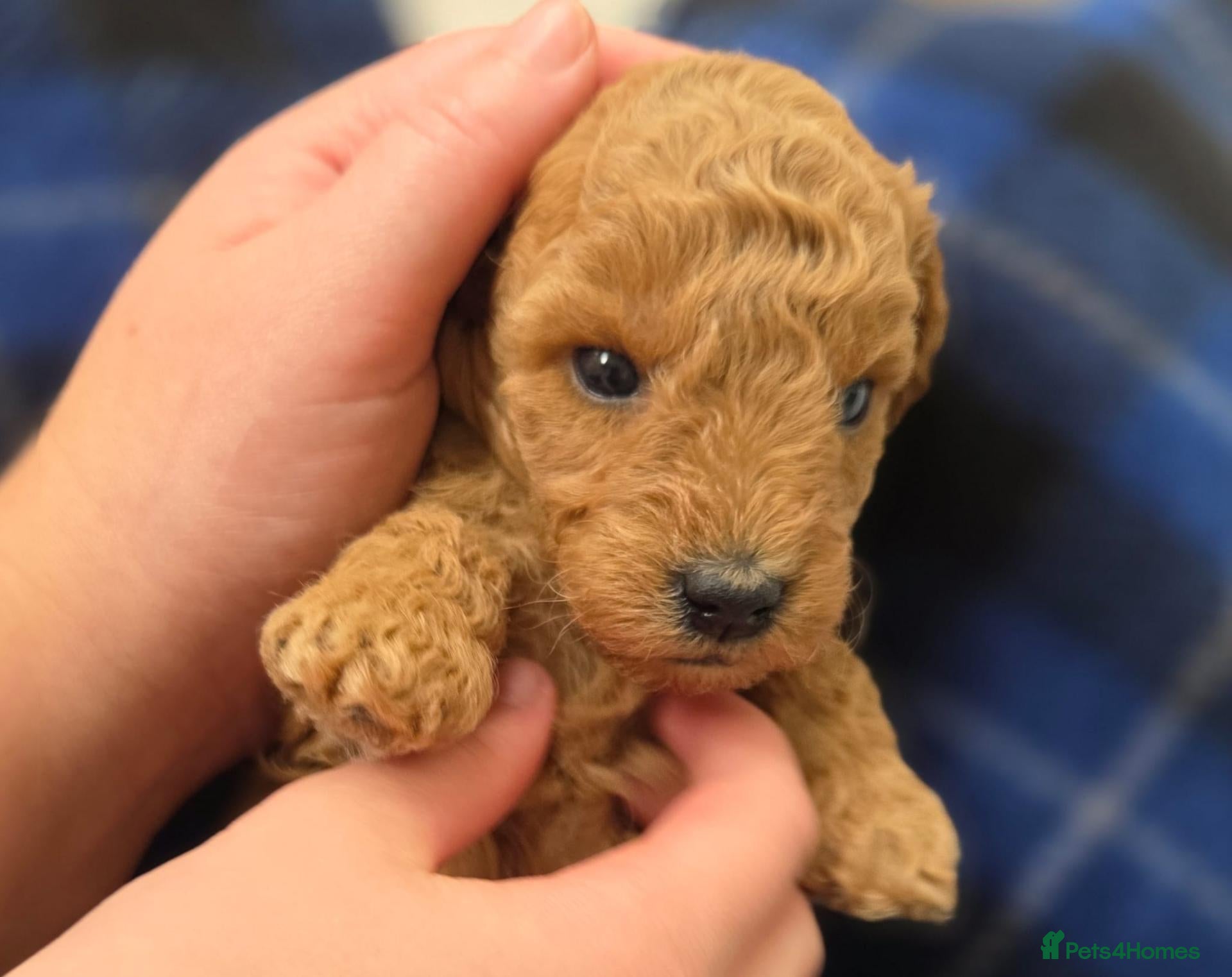 Miniature Poodle dogs Miniature Poodles RED DNA tested Manchester - Advert 6