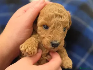 Miniature Poodle dogs Miniature Poodles RED DNA tested Manchester - Advert 6