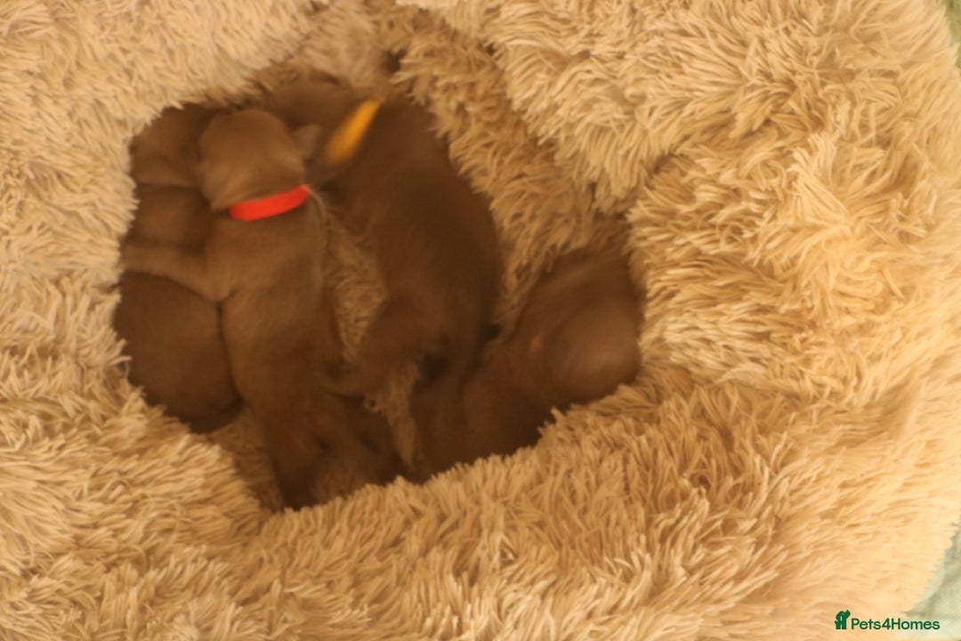 Staffordshire Bull Terrier dogs for sale: pure blue Staffordshire bull terriers - Image 21