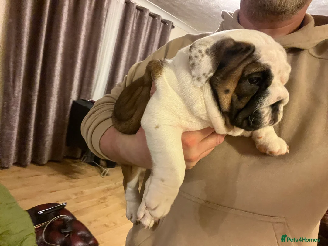 English Bulldog dogs for sale: English bulldogs - Advert 28