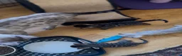 Bengal cats for sale: Outstanding Bengal kittens , European champion dad - Advert 2