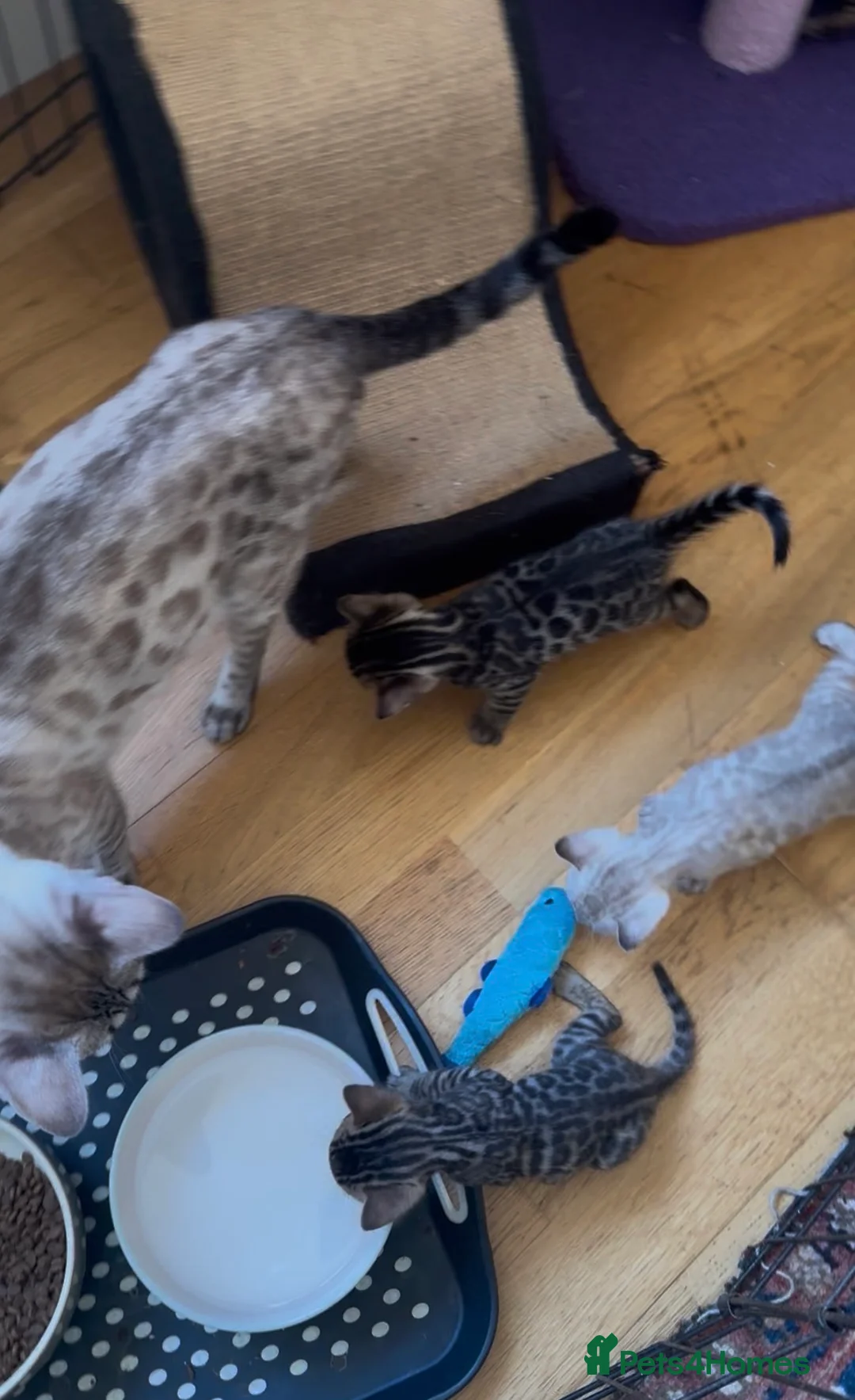 Bengal cats for sale: Outstanding Bengal kittens , European champion dad - Advert 2
