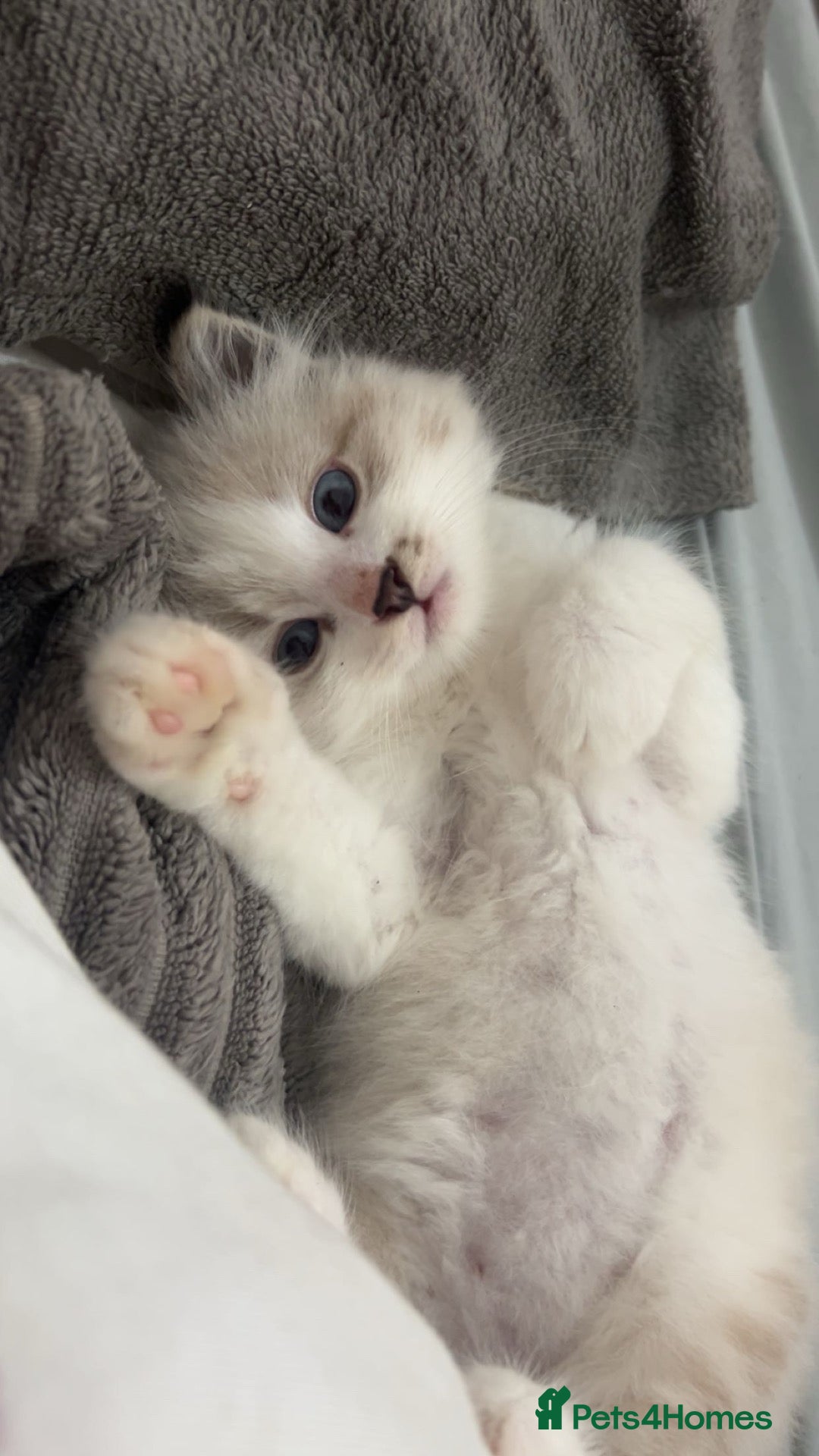 Siberian cats Pure bred neva masquerade siberian kittens  - Advert 6