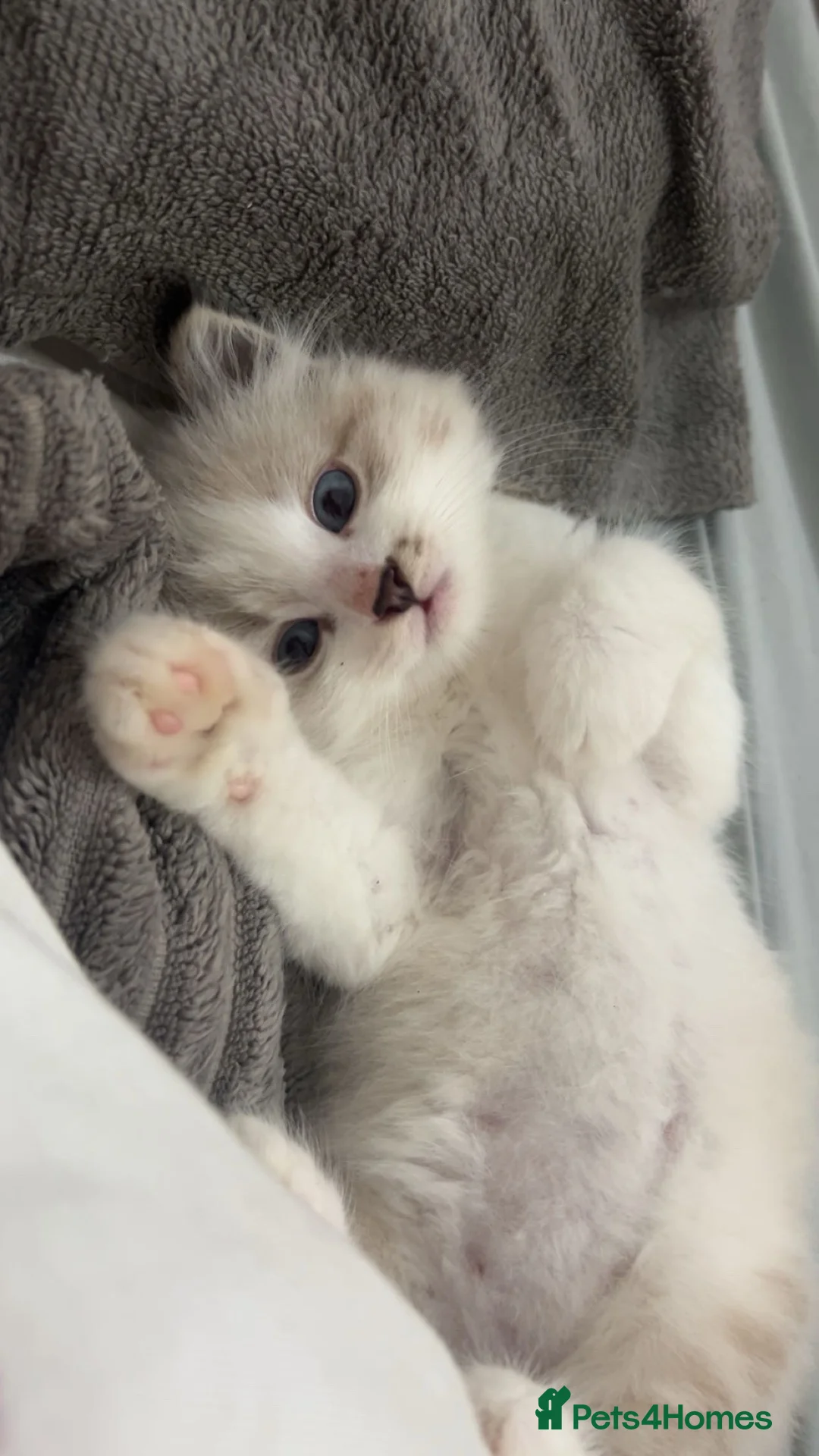 Siberian cats for sale: Pure bred neva masquerade siberian kittens  - Advert 1