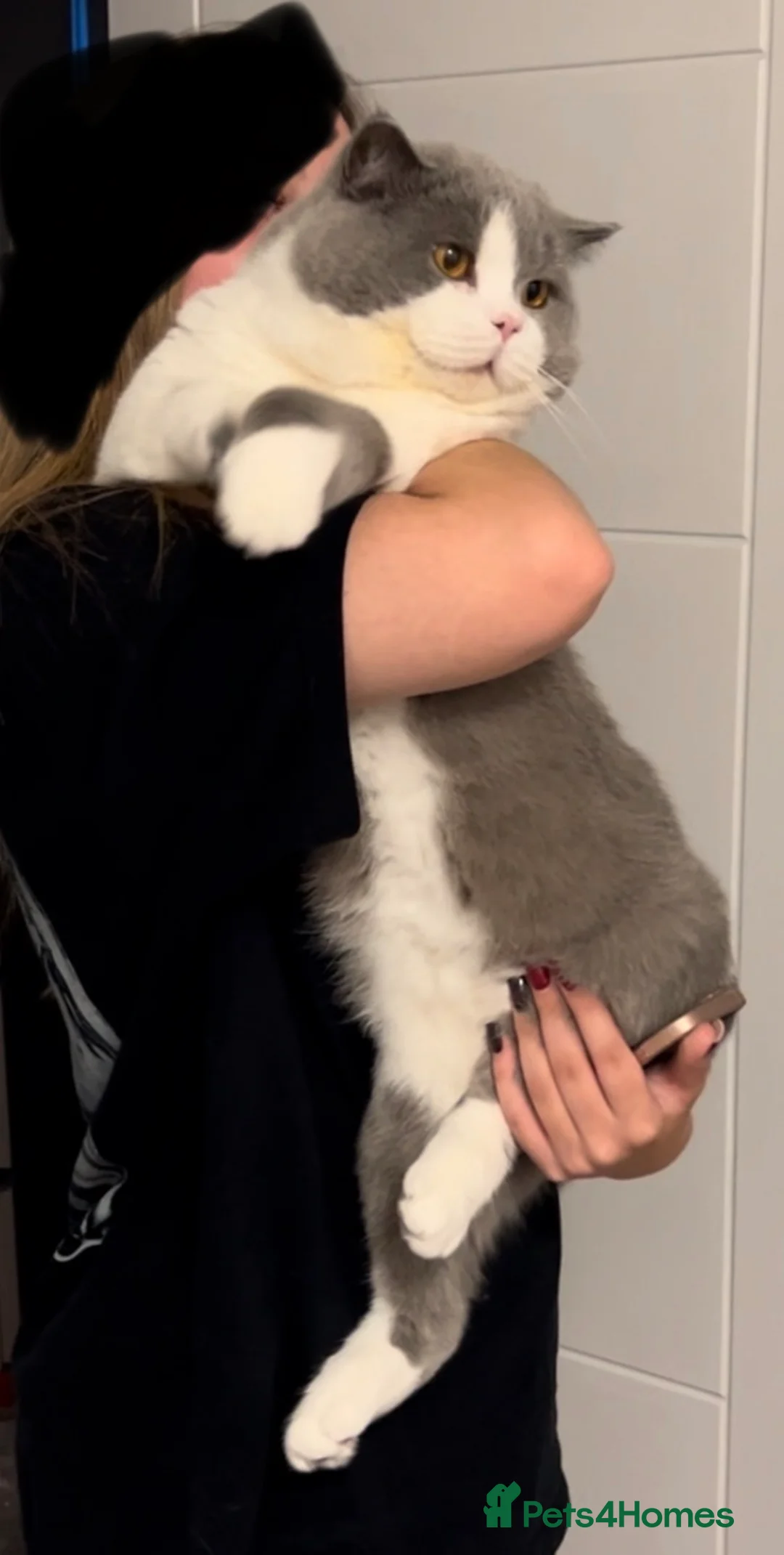 British Shorthair cats for sale: British short hair Boy 🐻  - Advert 1